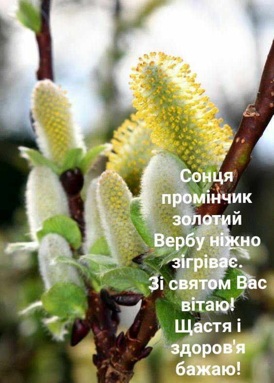 Привітати з Вербною неділею українською мовою
